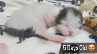 Kittens Growing Up So Fast ♥️ / Kitten Videos / Cat Videos / MyPurrrfectWorld by MyPurrrfectWorld 75 views 1 month ago 4 minutes, 47 seconds