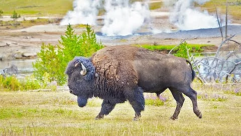 UXU RANCH  •  CODY, WYOMING •  GREAT WESTERN DUDE RANCHES TV SERIES