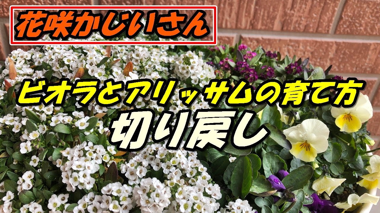 花 ビオラとアリッサムの育て方 切り戻し Youtube
