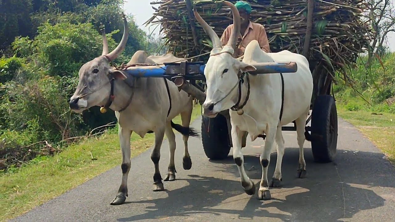 Bullock Cart Ride | Bullock Cart Race | Bullock Cart Videos | Bull Farming Videos | Bullock Media