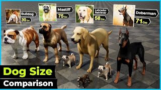 Dog Size Comparison 2024 by Data World Studio 14,521 views 8 months ago 2 minutes, 33 seconds