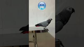Chatty Parrot Rocky while Waiting for Mummy 🦜🥰 #africangrey #talkingparrot #cuteparrot #funnyparrot by Rocky and The Flock 556 views 2 months ago 1 minute, 2 seconds