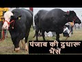 यहाँ मिलेंगी नीली रावी और मुर्रा भैसें I Murrah buffalo for sale from Haryana and Punjab I