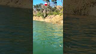BERRYESSA BLUEGILL TIPS