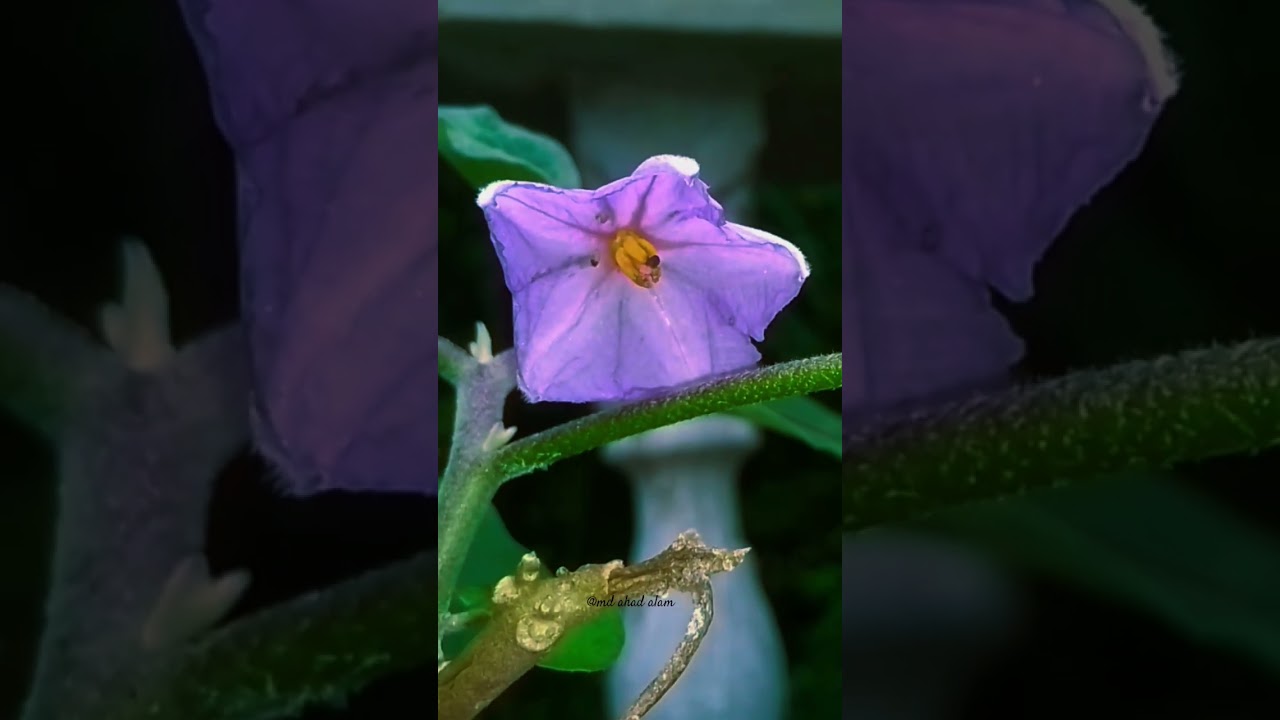 Flower cinematic video.... 🌹🌸🏵️💐🌺🌷