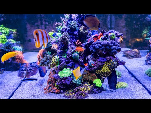 Aaron's Waterbox Peninsula Unique Fish and Coral