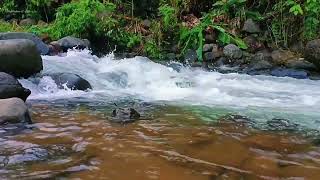 Without the Beautiful Birds Chirping and Calming Water Flowing in the Green Forest, ASMR