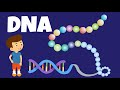 What is dna  what does dna do  dna and genes  the dna code