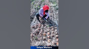 Onion harvesting: people harvesting onions in a field