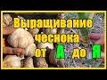 Выращивание озимого чеснока от А до Я / Тонкости выращивания озимого чеснока сорт "Любаша"