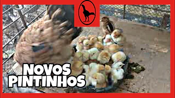 O que leva uma galinha a cantar como um galo?