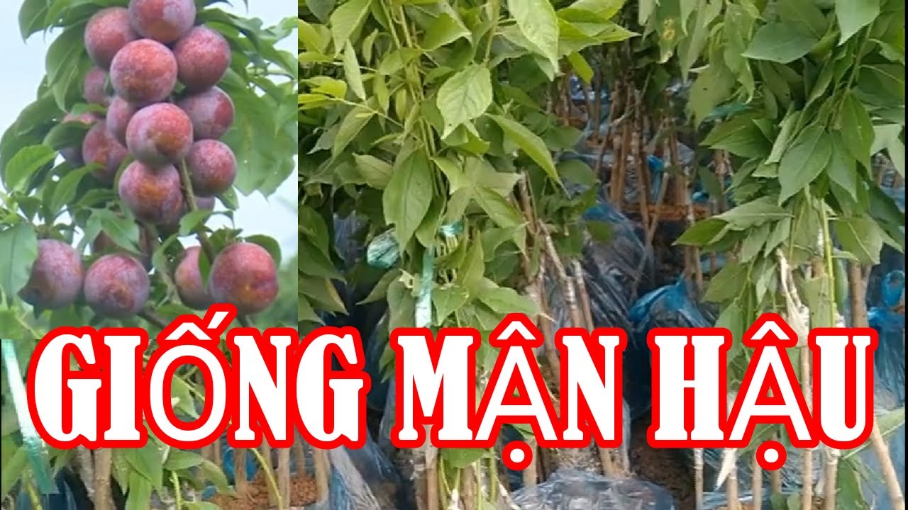 mận hà nội bán ở đâu tphcm New 2022 Giống Mận Hậu Cây Giống Ghép Rất Đẹp Tại Vườn//TRAN TRONG PHAM