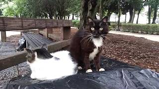 公園の黒白ヒゲとキジ白ちゃん、初めて会う人に警戒してます。