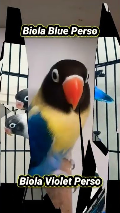 Jenis Lovebird Personatus