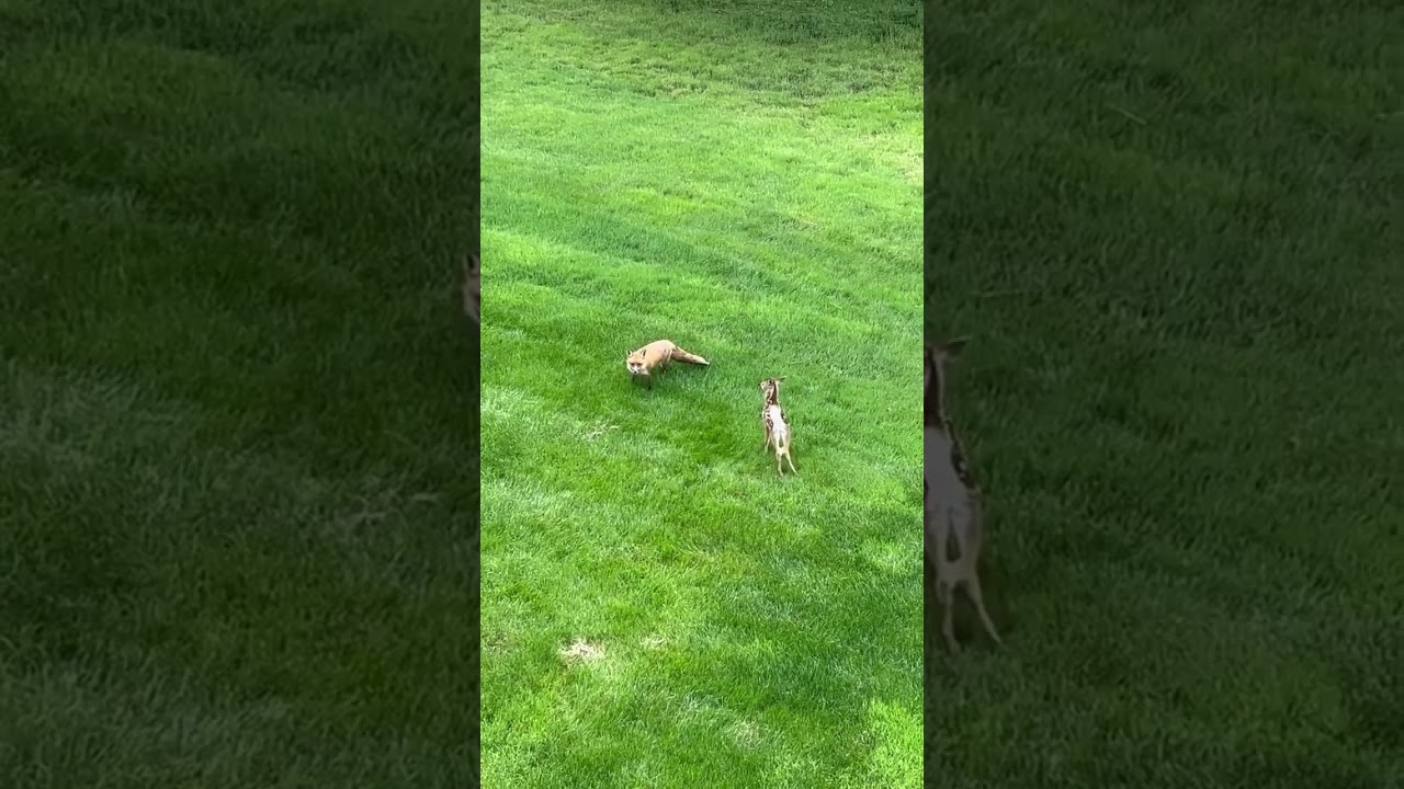 Fox moves in on an “abandoned” fawn - Nature had other plans 😳