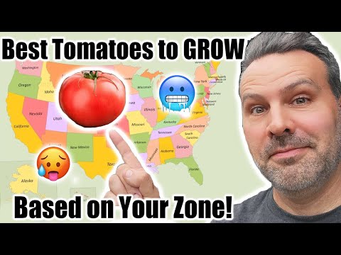 Video: Nejlepší rajčata pro odstín – zjistěte více o odrůdách rajčat odolných vůči odstínu