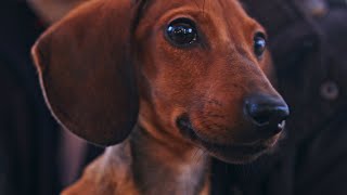 Dachshund Mini