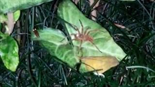 Armadeira e o besouro-clique - Wandering spider and the click beetle