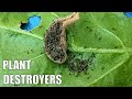 Cluster Caterpillars | Aquaponic & Veggie Patch Plant Destroyers