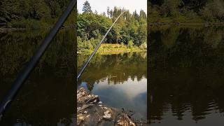 Fishing Barbus petenyi 🙂🐟🎣 Усач-пеструшка 😃🐟🎣 #fishing #усач #barbus #рибалка #риболов