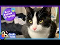 Escape Artist Cat Makes A Hurt Dog Happy Again | Best Animal Friends | Dodo Kids