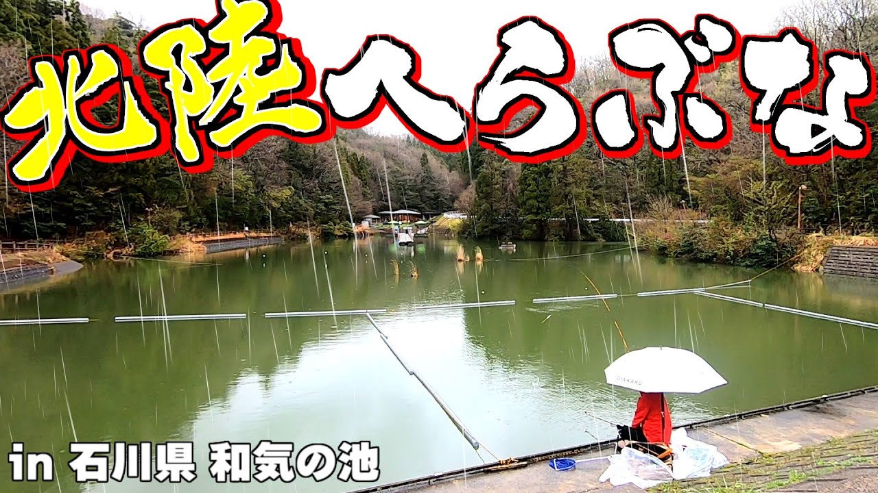 【北陸遠征】石川県のへらぶな釣り場で大雨警報出てる中、春の底釣り両ダンゴしたら無双しすぎた【能美市 和気の池】