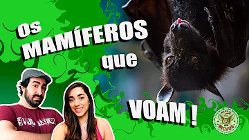 Qual é a função do morcego?