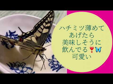 22' 🌻夢想花🦋　円広志　cover🎤koza！