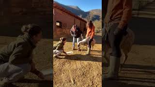 La recuperación de Lidiana, una oveja con problemas de movilidad by Fundación Santuario Gaia 2,357 views 1 month ago 3 minutes, 28 seconds