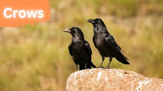 Crows  The Most Intelligent Birds 4K