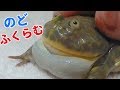 バジェットガエルとファンタジーツノガエル求愛の鳴き声