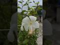 white hibiscus 🌺 #viral #shorts #reels #highlight #foryou #trending #ytshorts #shortvideo #hibiscus