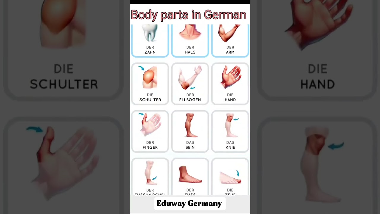 Body part  name in German 🇩🇪 