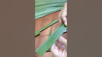 How To Make A Grasshopper From Palm Leaves (Coconut Leaves)/Tạo Hình Con Cào Cào Từ  Lá Cọ # Shorts