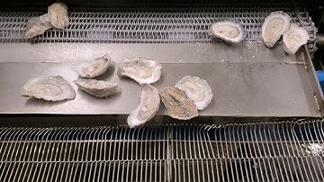 IQF Oyster Video