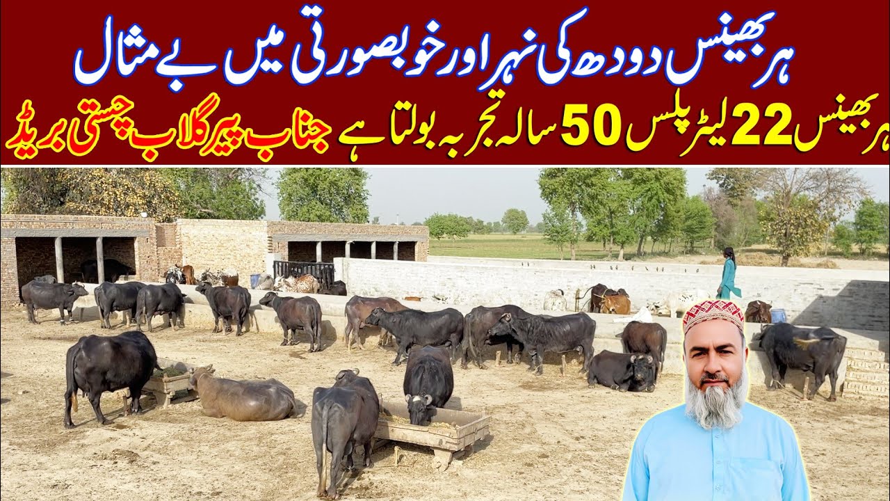 peer gulaab chisti buffalo farm | buffalo breeding farm | buffalo farming | neli Buffalo's farming