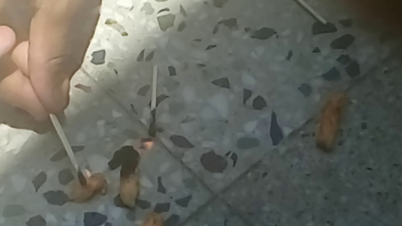 Say  " NO TOO KURKURE"