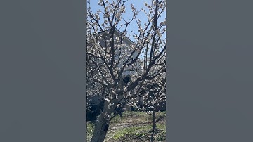 Thumbnail of Hoa mơ trắng. White apricot blossom.#japan #travel #short