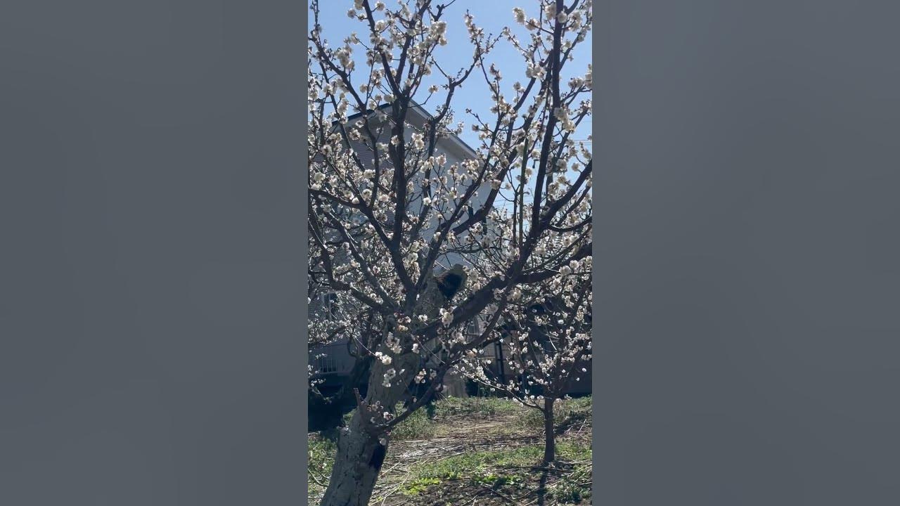 Hoa mơ trắng. White apricot blossom.#japan #travel #short