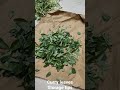 How to store curry leaves  fresh  for a month in the fridge| kitchen tips| video shorts###