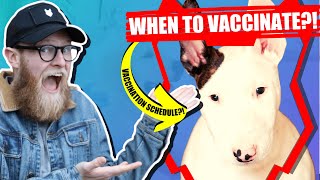 When Should My BULL TERRIER Get Their Vaccination