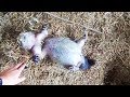 Trapping More Groundhogs