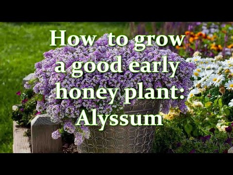 Vídeo: Informações sobre plantas de Mountain Alyssum: Cuidando de Mountain Alyssum