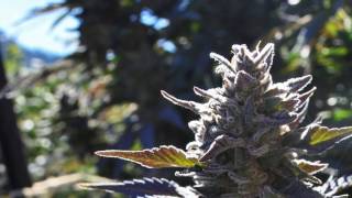 Humboldt Grace, Cannabis Culture.