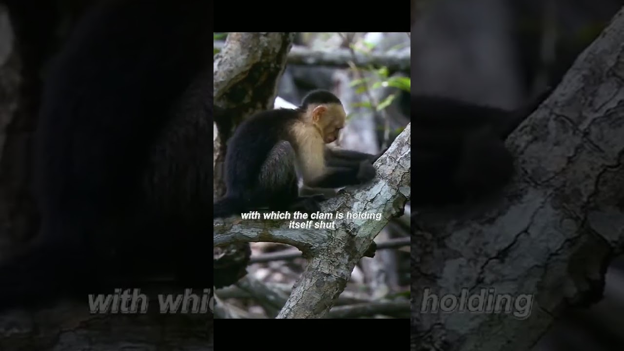 The white-faced capuchin monkey, one of the smartest primates in the jungle 