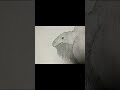 (Edaphosaurus .Borealis) tried my best to my a woolly version #prehistoric#animals#drawing#art#paleo