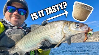Canning Lake Whitefish: Can It Pass as Faux Tuna?
