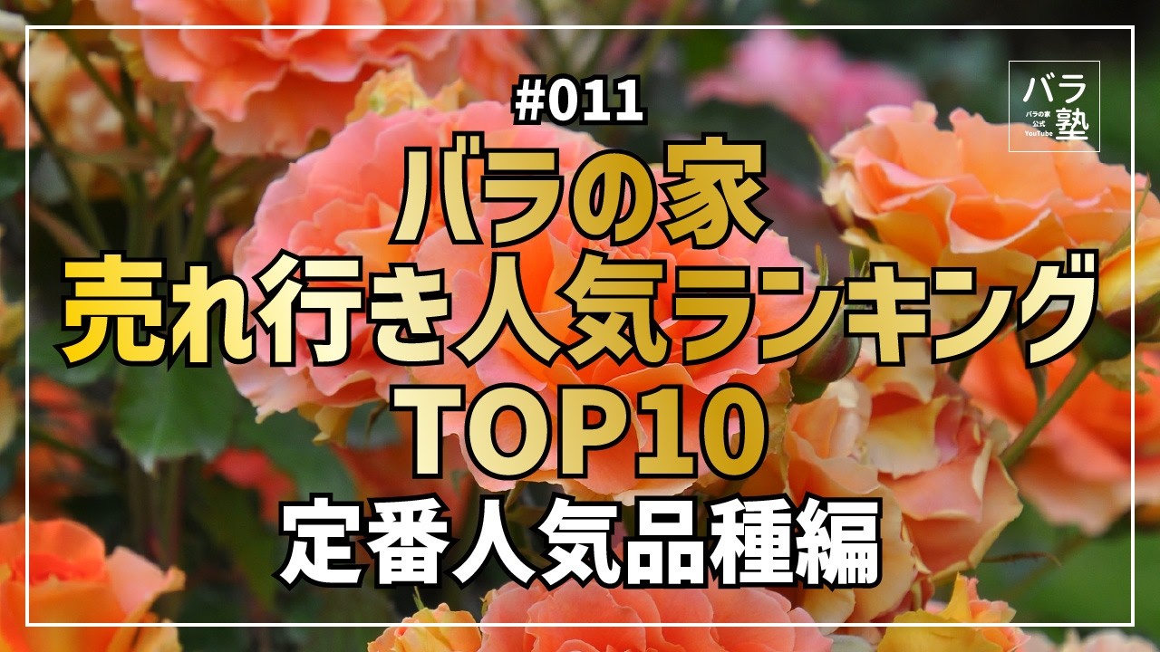 #584 バラの家 売れ行き人気ランキングTOP10 定番人気品種編
