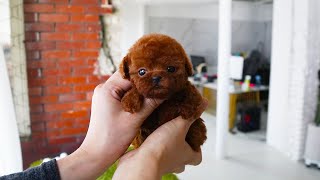 Teacup size adorable red poodle │ Miniteacuppuppy