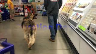 5 year old King Shepherd! "KOA" King Shepherd Dog Training Off Leash K9 Training